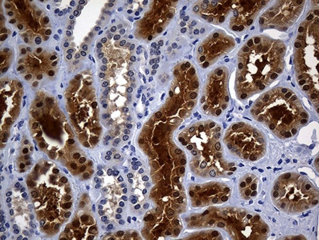 ASL Antibody in Immunohistochemistry (Paraffin) (IHC (P))