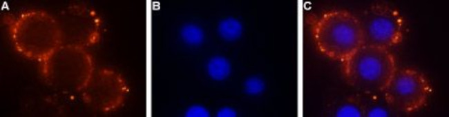 S1PR1 (EDG1) (extracellular) Antibody in Immunocytochemistry (ICC/IF)