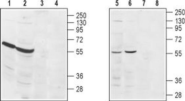S1PR3 (EDG3) (extracellular) Antibody in Western Blot (WB)