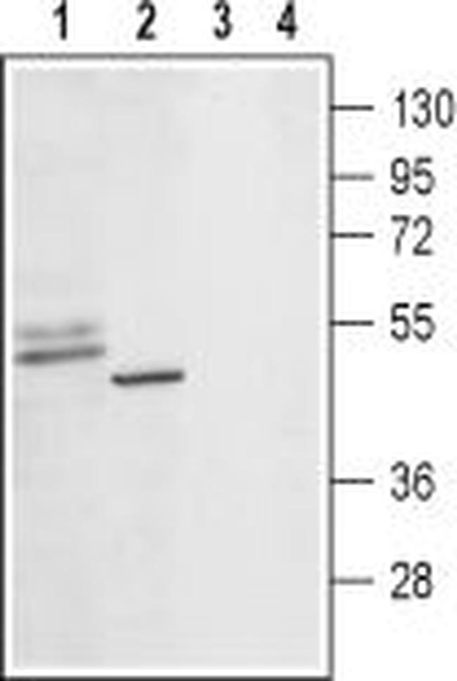 5HT1D Receptor (HTR1D) (extracellular) Antibody in Western Blot (WB)