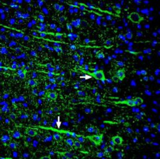 Slitrk1 (extracellular) Antibody in Immunohistochemistry (Frozen) (IHC (F))