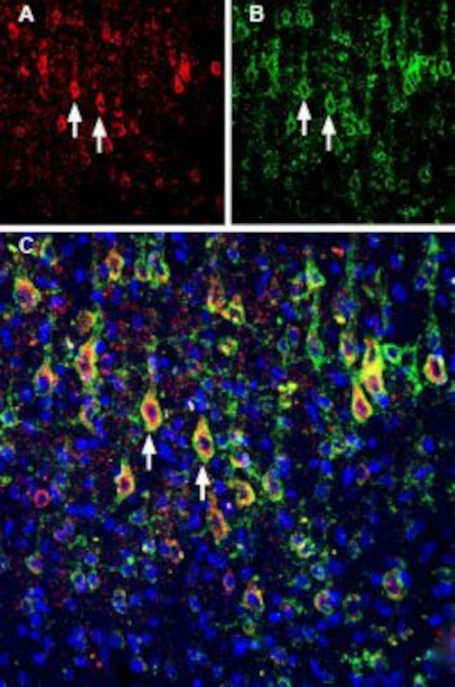 Slitrk1 (extracellular) Antibody in Immunohistochemistry (Frozen) (IHC (F))
