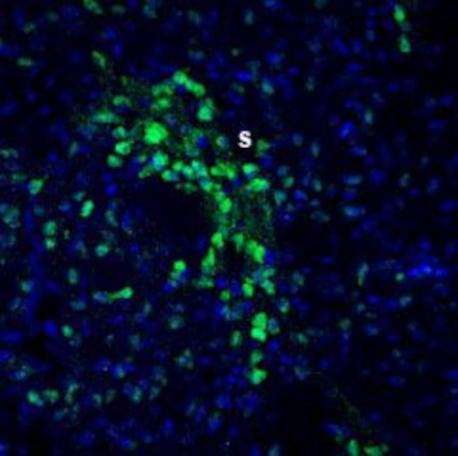 Slitrk2 (extracellular) Antibody in Immunohistochemistry (Frozen) (IHC (F))