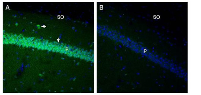 GPR91 (SUCNR1) (extracellular) Antibody in Immunohistochemistry (Frozen) (IHC (F))