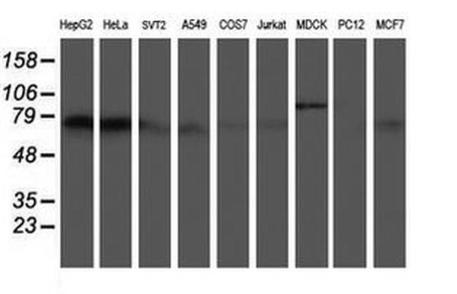 ATIC Antibody in Western Blot (WB)