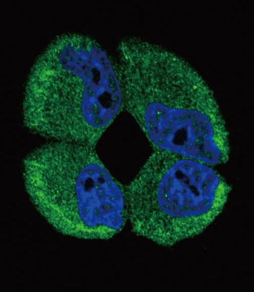 ATP1A2 Antibody in Immunocytochemistry (ICC/IF)