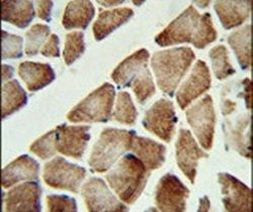 ATP Synthase gamma Antibody in Immunohistochemistry (IHC)