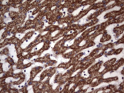 ATP5O Antibody in Immunohistochemistry (Paraffin) (IHC (P))