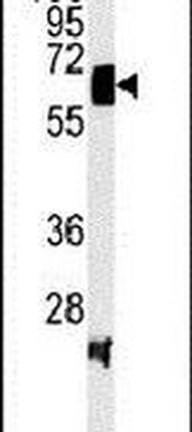 V-ATPase H Antibody in Western Blot (WB)