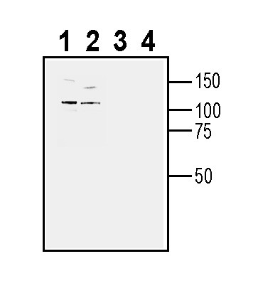 TYRO3 (extracellular) Antibody in Western Blot (WB)