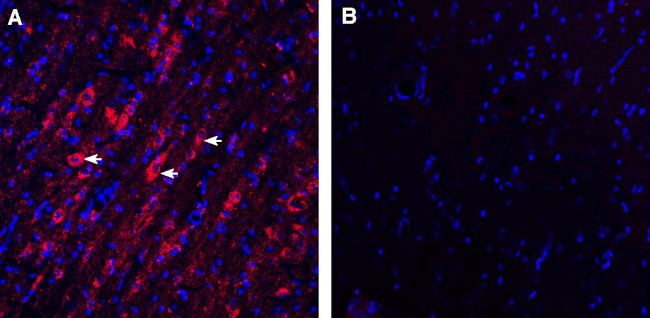 Vasopressin V1A Receptor (AVPR1A) Antibody in Immunohistochemistry (Frozen) (IHC (F))