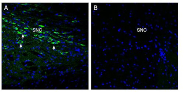 Oxytocin Receptor Antibody in Immunohistochemistry (Frozen) (IHC (F))