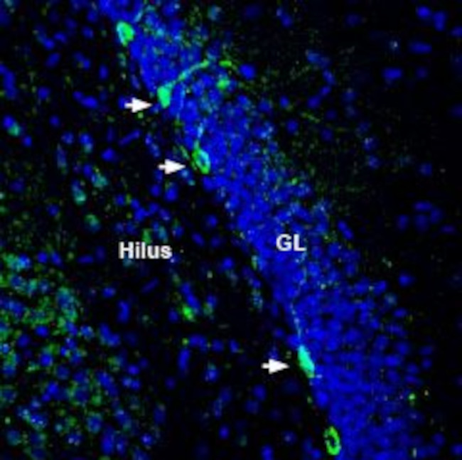 ZIP8 (SLC39A8) (extracellular) Antibody in Immunohistochemistry (Frozen) (IHC (F))