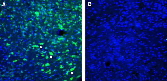 ZnT4 (SLC30A4) Antibody in Immunohistochemistry (Frozen) (IHC (F))