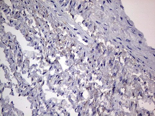Adiponectin Antibody in Immunohistochemistry (Paraffin) (IHC (P))