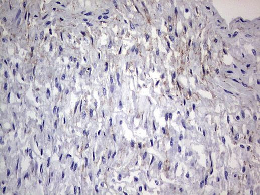 Adiponectin Antibody in Immunohistochemistry (Paraffin) (IHC (P))
