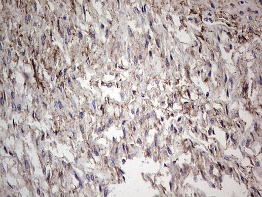 Adiponectin Antibody in Immunohistochemistry (Paraffin) (IHC (P))