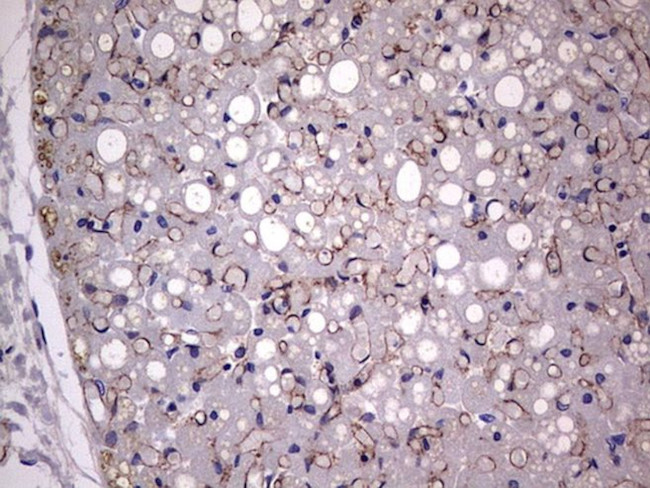 Adiponectin Antibody in Immunohistochemistry (Paraffin) (IHC (P))