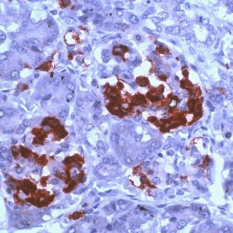 Amylin Antibody in Immunohistochemistry (Paraffin) (IHC (P))