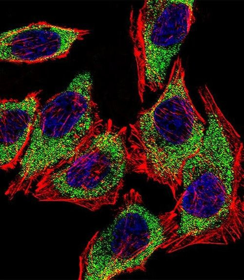 AGR2 Antibody in Immunocytochemistry (ICC/IF)