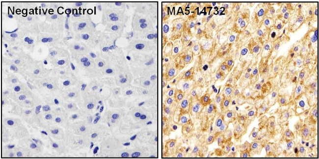 ApoA1 Antibody in Immunohistochemistry (Paraffin) (IHC (P))