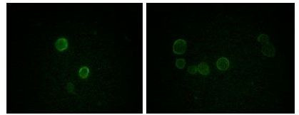 Apolipoprotein M Antibody in Immunocytochemistry (ICC/IF)
