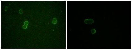 Apolipoprotein M Antibody in Immunocytochemistry (ICC/IF)