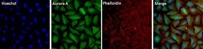 Aurora A Antibody in Immunocytochemistry (ICC/IF)