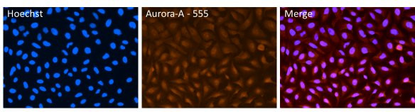 Aurora A Antibody in Immunocytochemistry (ICC/IF)