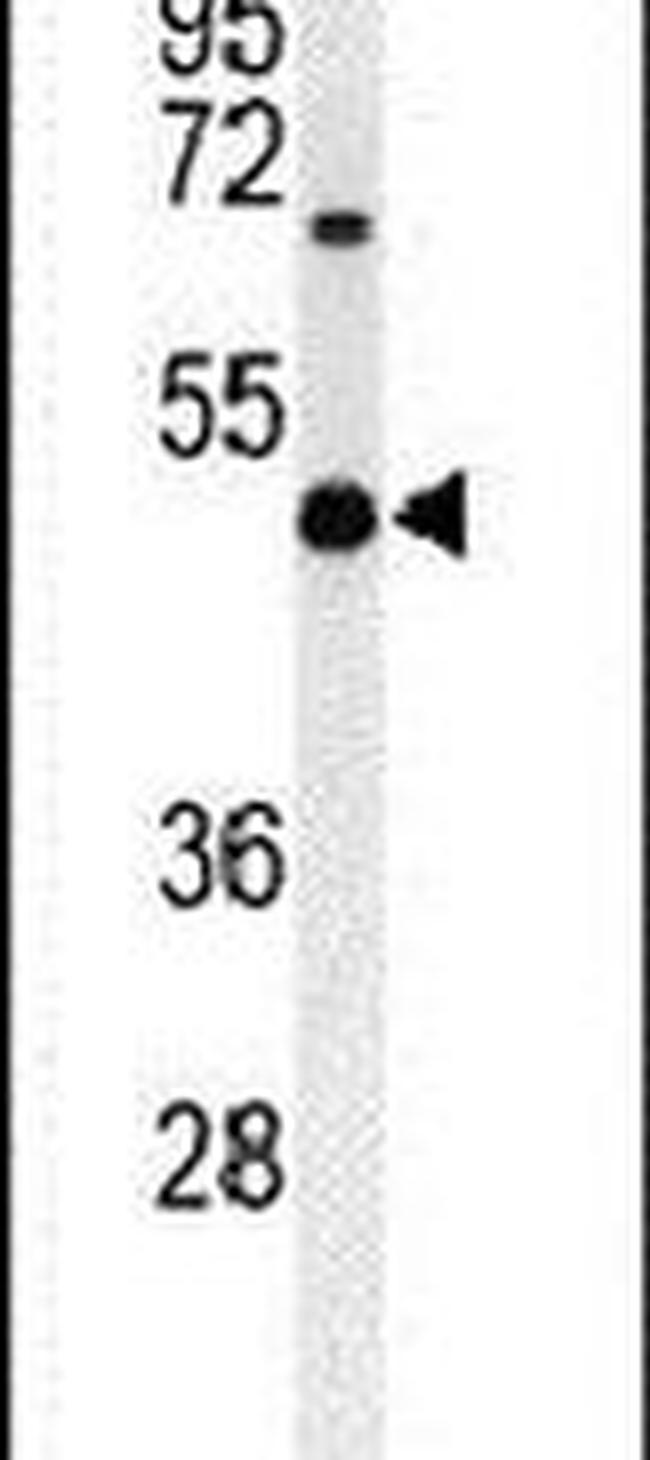 CD57 Antibody in Western Blot (WB)