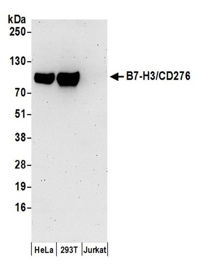 CD276 Antibody in Western Blot (WB)