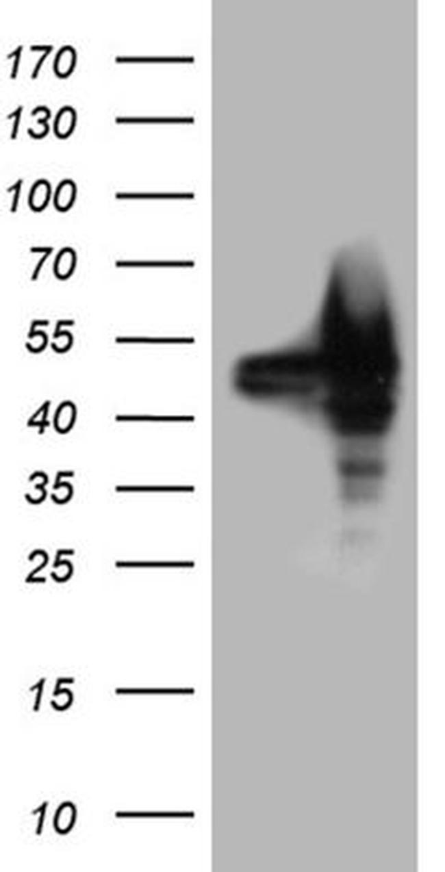 BAG5 Antibody in Western Blot (WB)