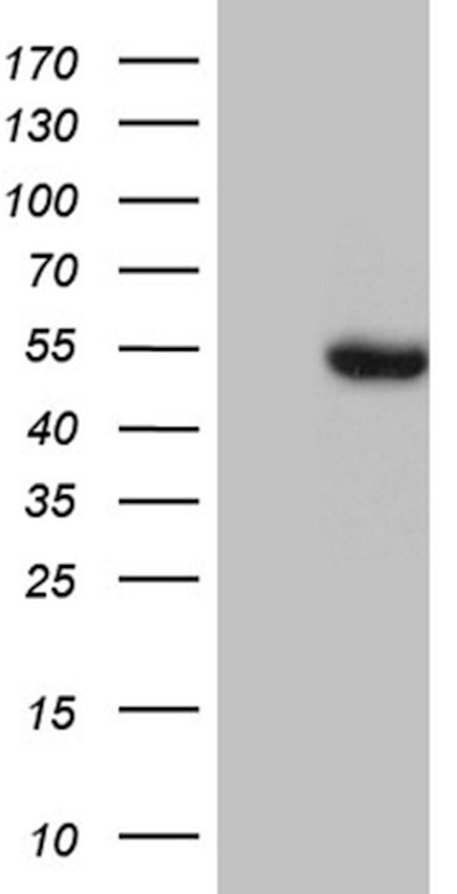 BAG5 Antibody in Western Blot (WB)