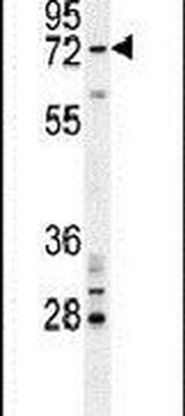 BARD1 Antibody in Western Blot (WB)