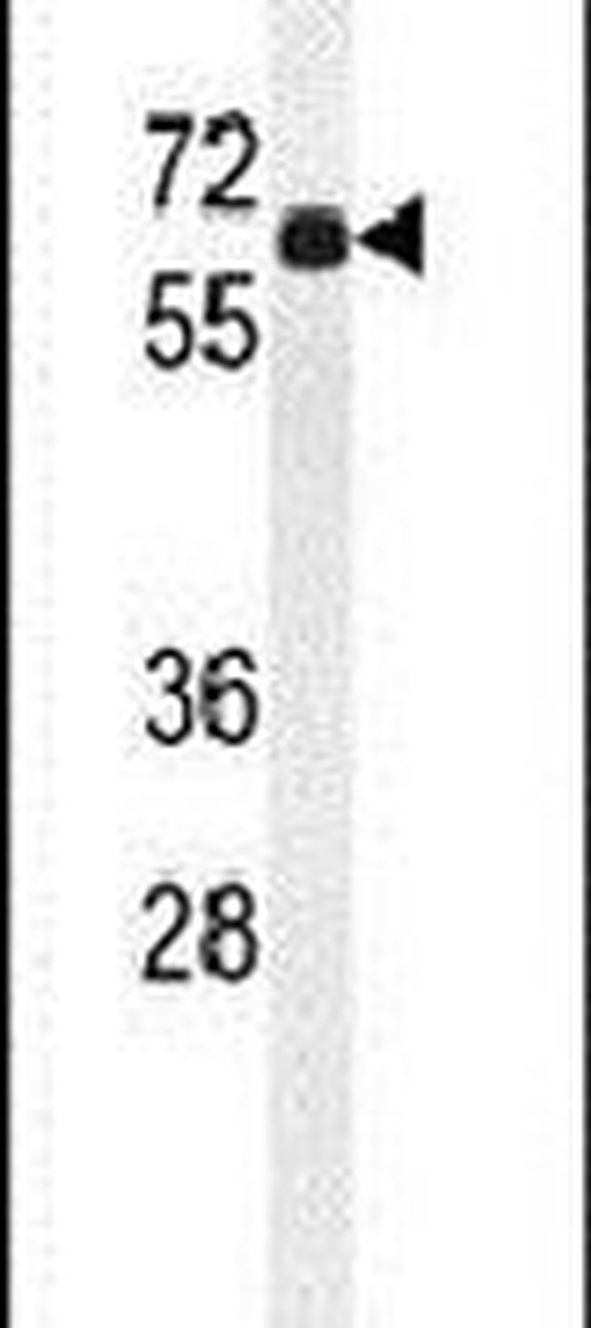 BCO2 Antibody in Western Blot (WB)