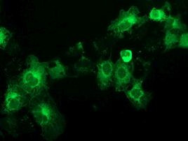 BECN1 Antibody in Immunocytochemistry (ICC/IF)