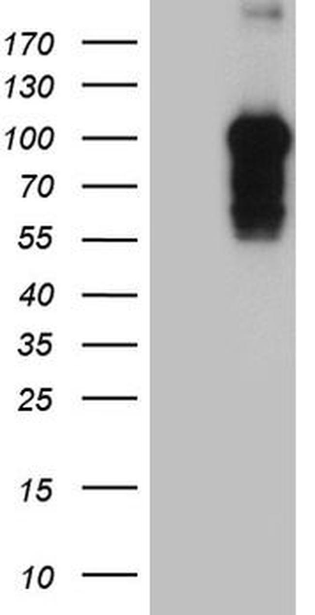 BEGAIN Antibody in Western Blot (WB)