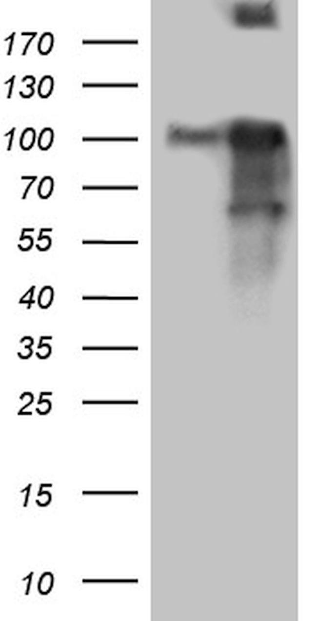 BEGAIN Antibody in Western Blot (WB)