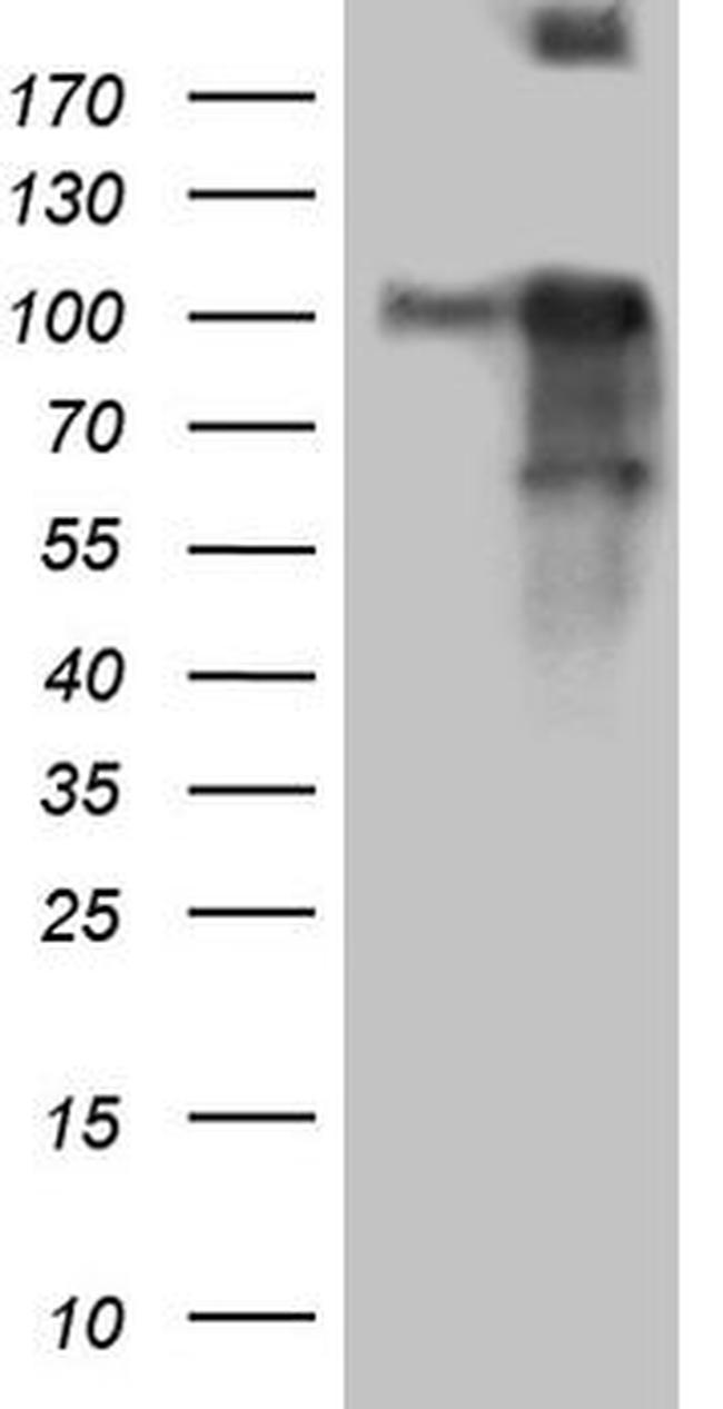 BEGAIN Antibody in Western Blot (WB)