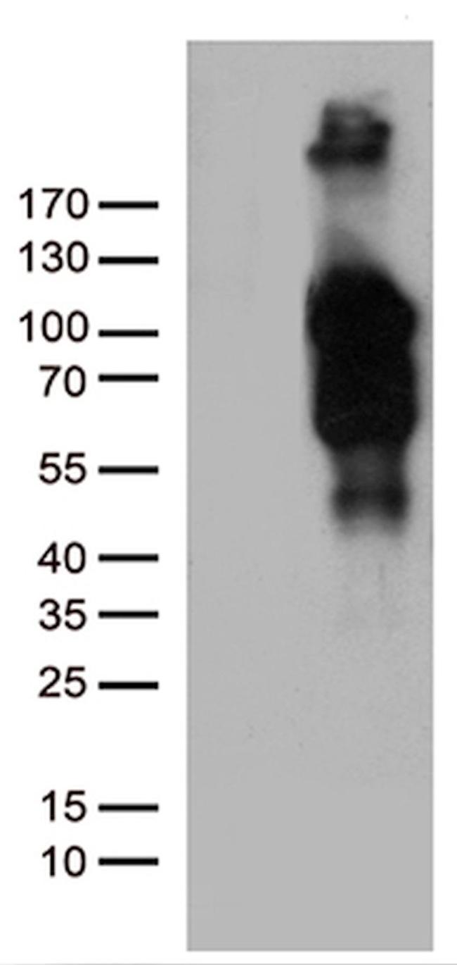 BEGAIN Antibody in Western Blot (WB)