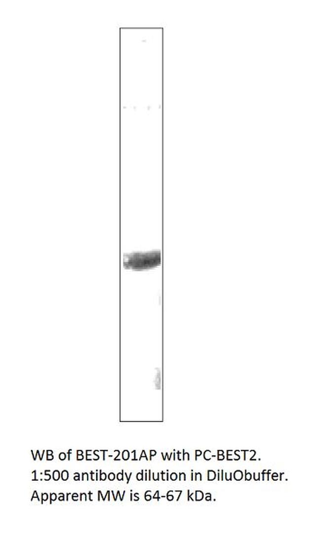 Bestrophin 2 Antibody in Western Blot (WB)