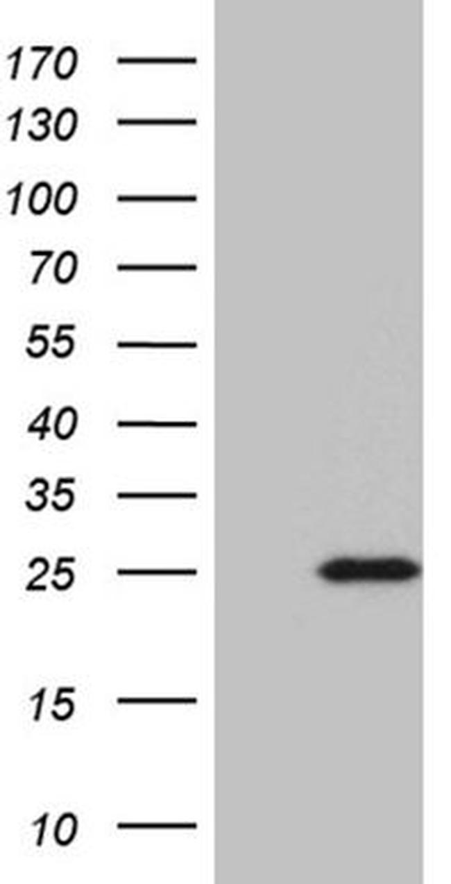 BEX2 Antibody in Western Blot (WB)
