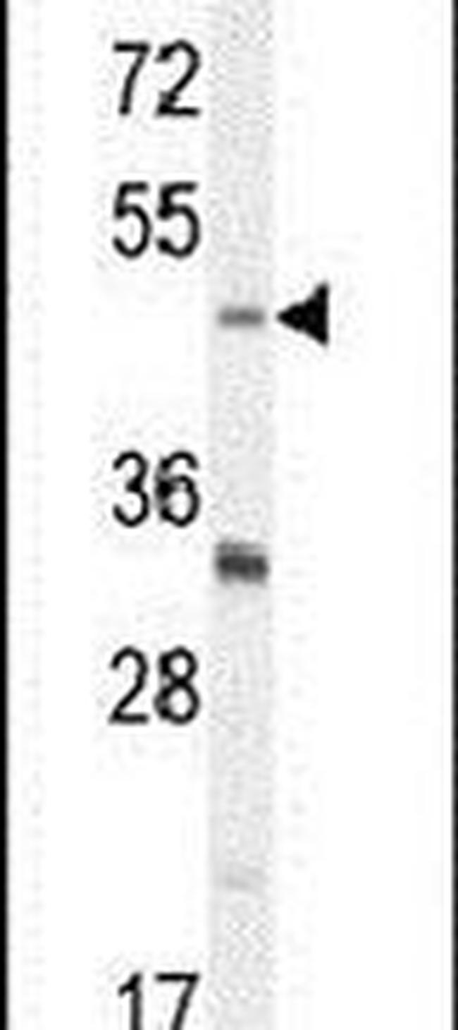 BHLHE40 Antibody in Western Blot (WB)