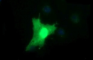 BID Antibody in Immunocytochemistry (ICC/IF)