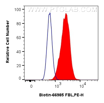 FBL Antibody in Flow Cytometry (Flow)