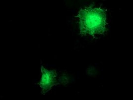 BIRC3 Antibody in Immunocytochemistry (ICC/IF)