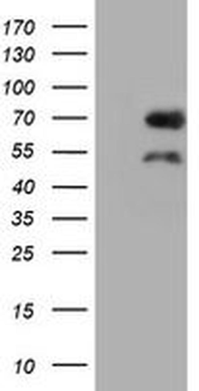 BIRC3 Antibody in Western Blot (WB)
