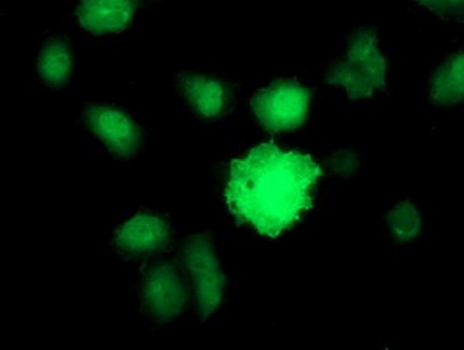 BIRC5/Survivin Antibody in Immunocytochemistry (ICC/IF)