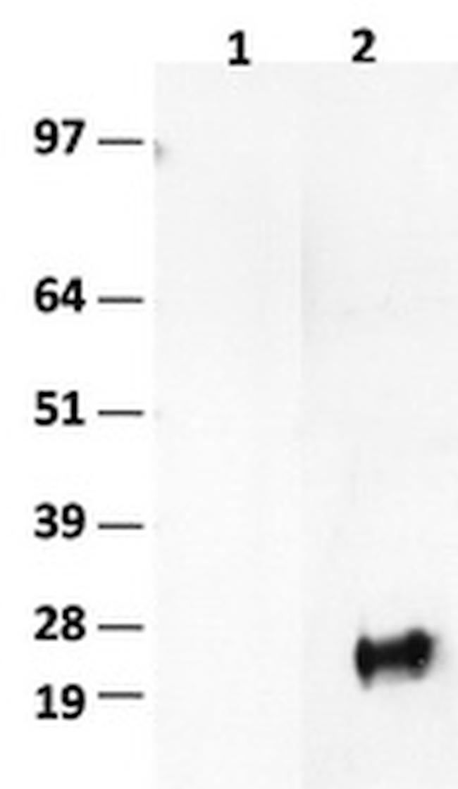 BIRC5/Survivin Antibody in Western Blot (WB)