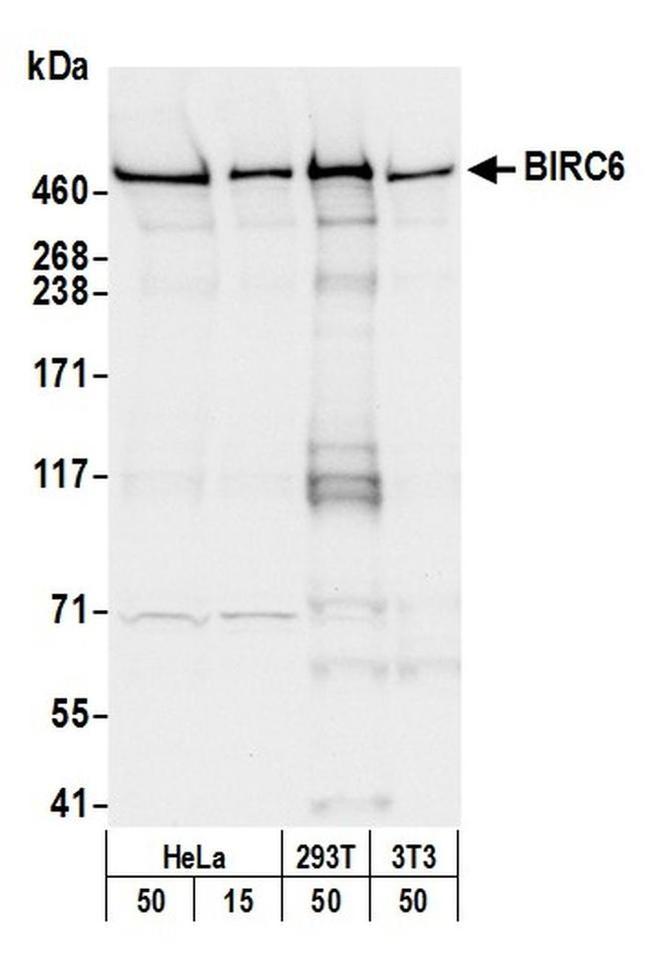 BIRC6/Apollon Antibody in Western Blot (WB)